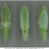 pi brassicae pupa2 volg
